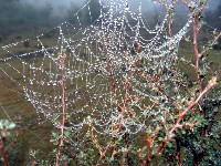 Spiderweb in forest mist