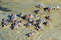 Soldier crabs