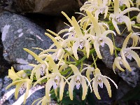 Rock orchid