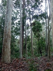 Spotted gum forest