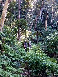 Treefern forest