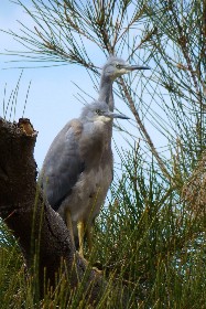 Young white faced heron
