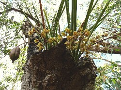 Flowering snake orchid