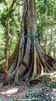 Strangler Fig in Wagonga Rainforest