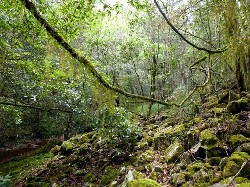 Moss and lichen world