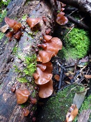 Jelly brown fungus