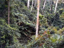 Rainforest gully