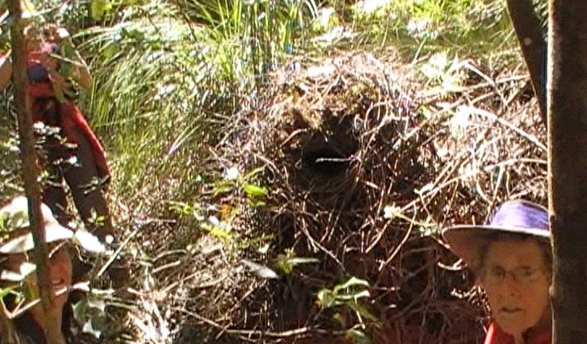 Lyrebird nest