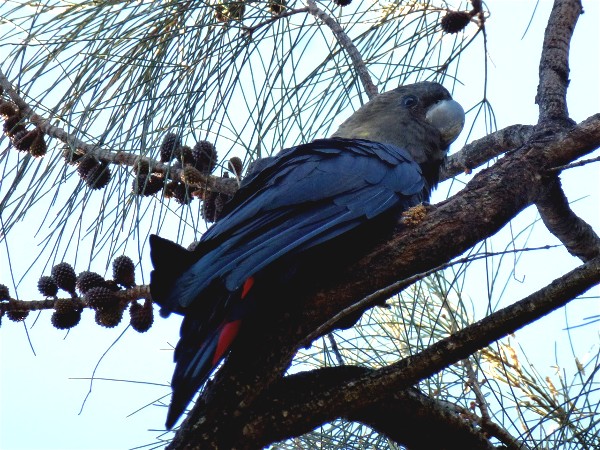 Great photo of a Glossy Black Cockatoo