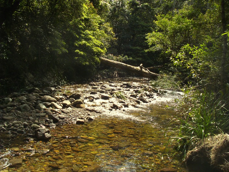 Buckenbowra River at lunch spot