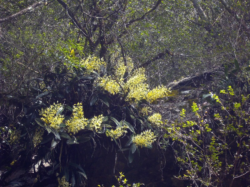 Rock orchids in Buckenbowra gorge
