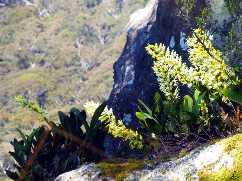 Rock orchids near the summit