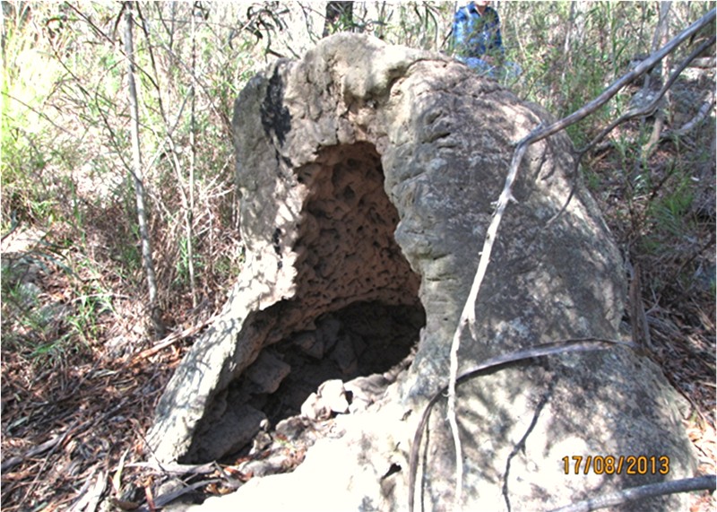 Hollow termite mound