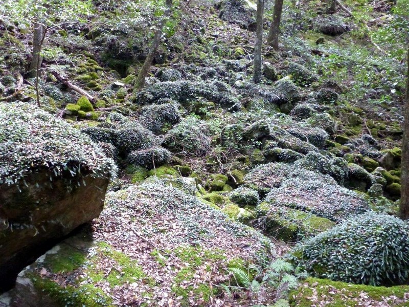 Orchid covered rocks