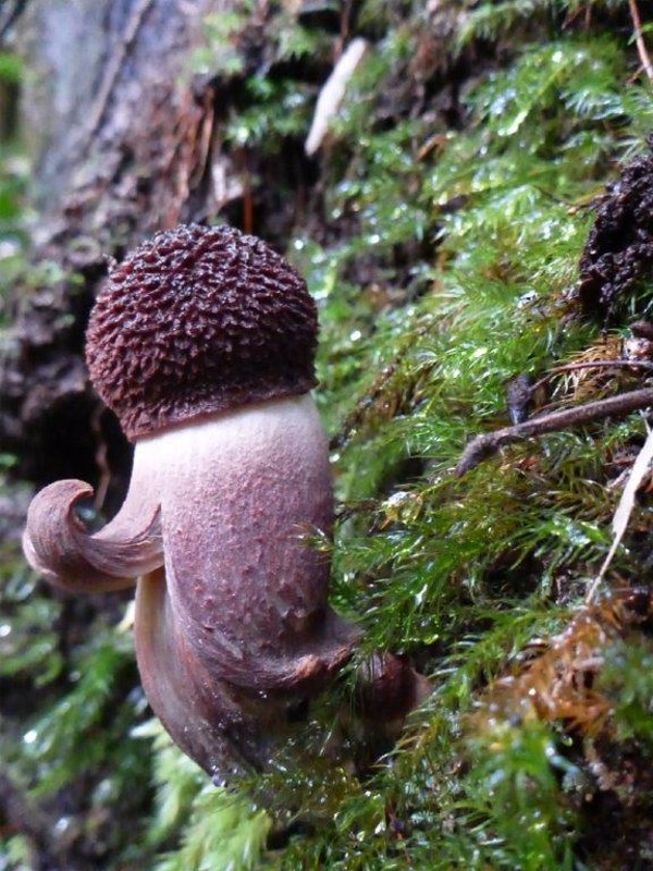 Weird fungus