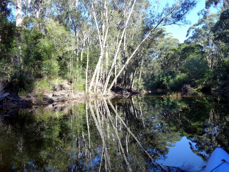 Coila Creek reflections