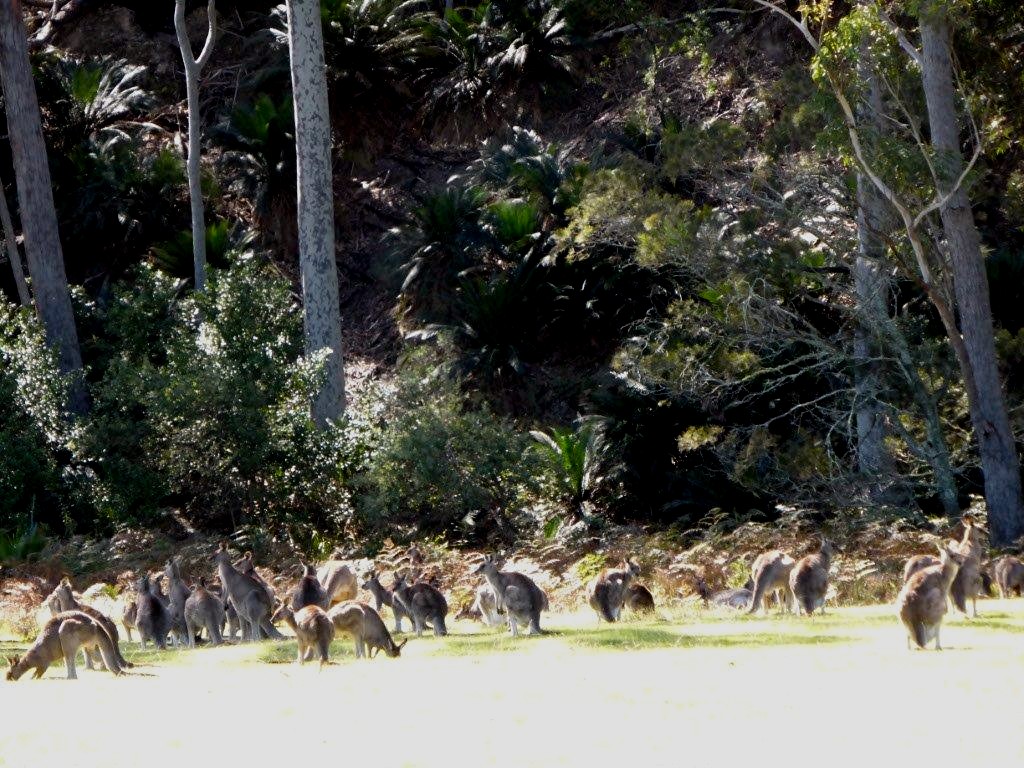 Kangaroos at Maloneys