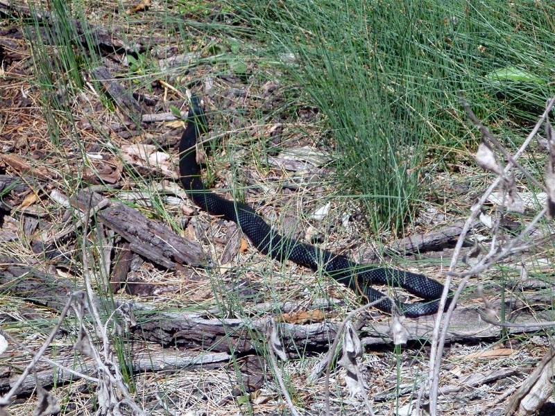 Snake encountered on walk