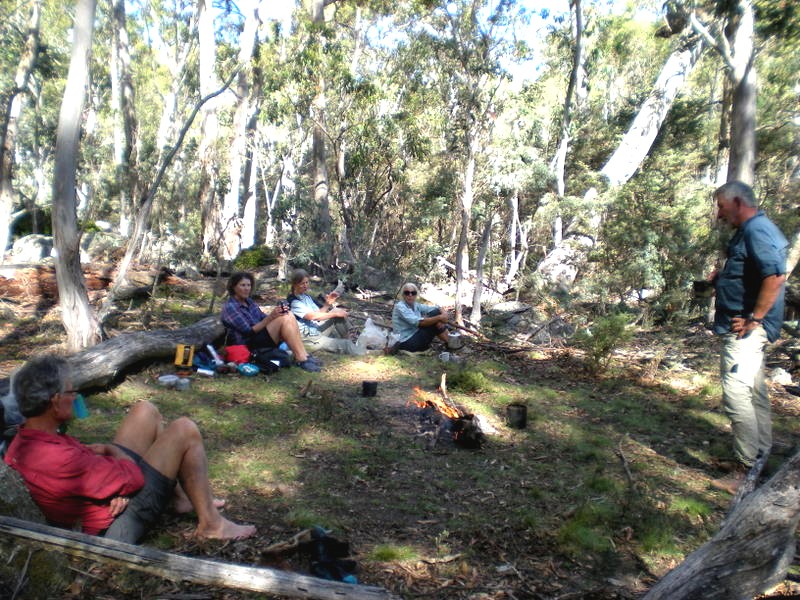 Camping under the snow gums