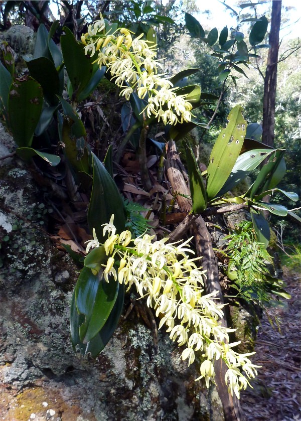 Rock Orchids