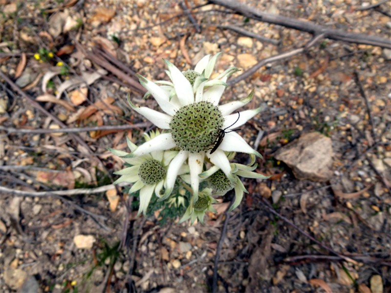 Rare sighting of a flannel flower
