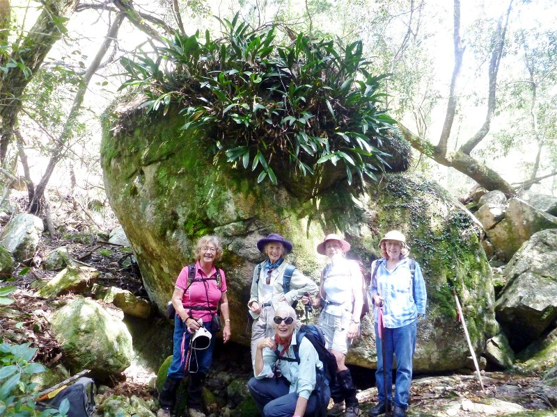 Team with rock orchids