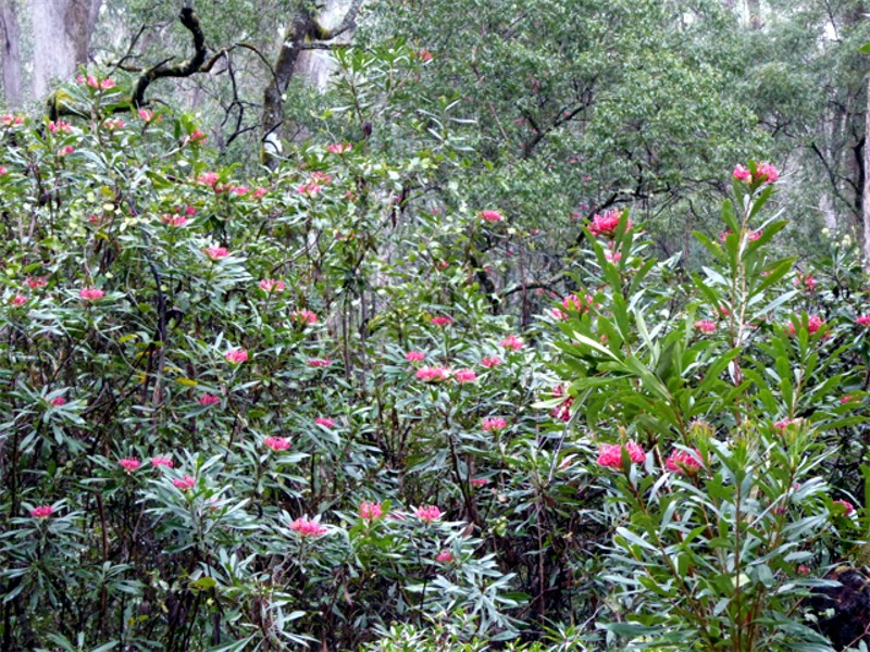 The Monga waratah were prolific along River Forest Road