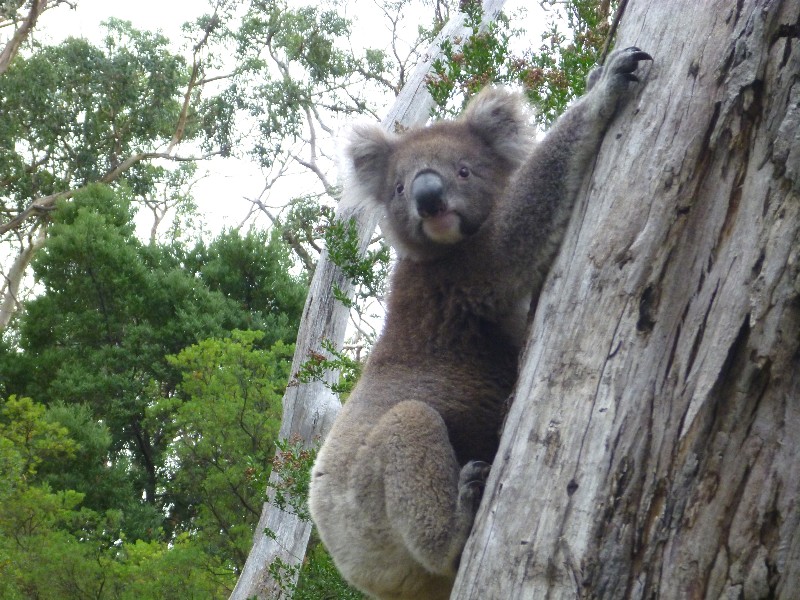 Close encounter with a koala