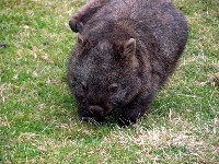 Camp wombat