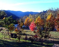Autumn colours at Micalong Creek