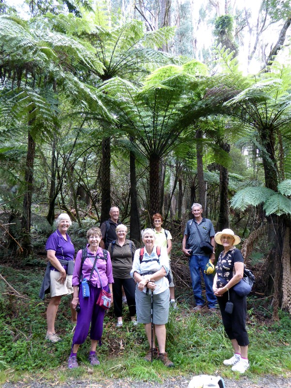 Enjoyng magnificent stands of Tree Ferns