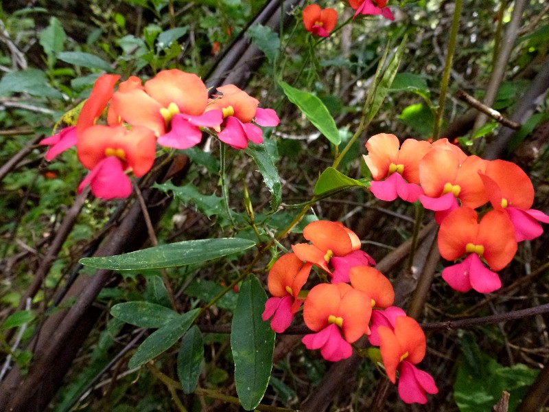 Coral vine in the Karri forest