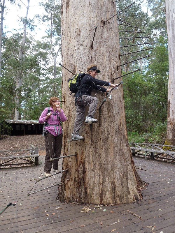 Jill and Lesley tackle the Gloucester Tree