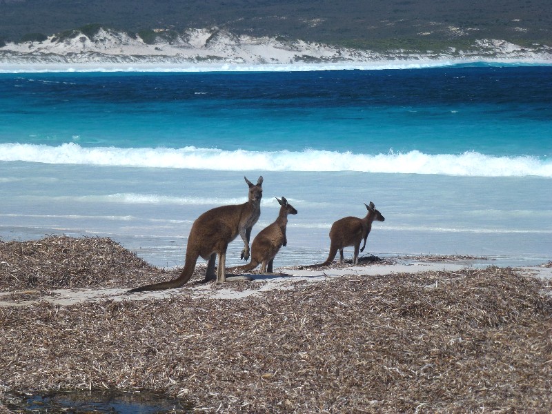 Kangaroos eating seagrass at Lucky Bay